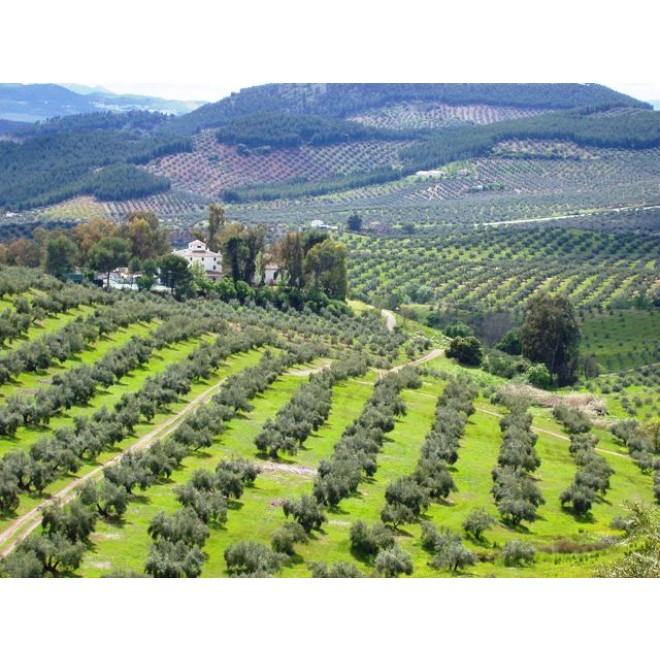 Soler Romero - Picual - BIO Olivenöl Nativ Extra 3 l