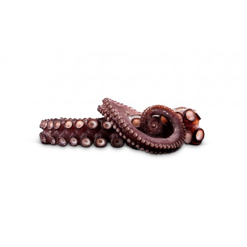 Cabo de Peñas - Pulpo - Oktopus in Bio-Olivenöl